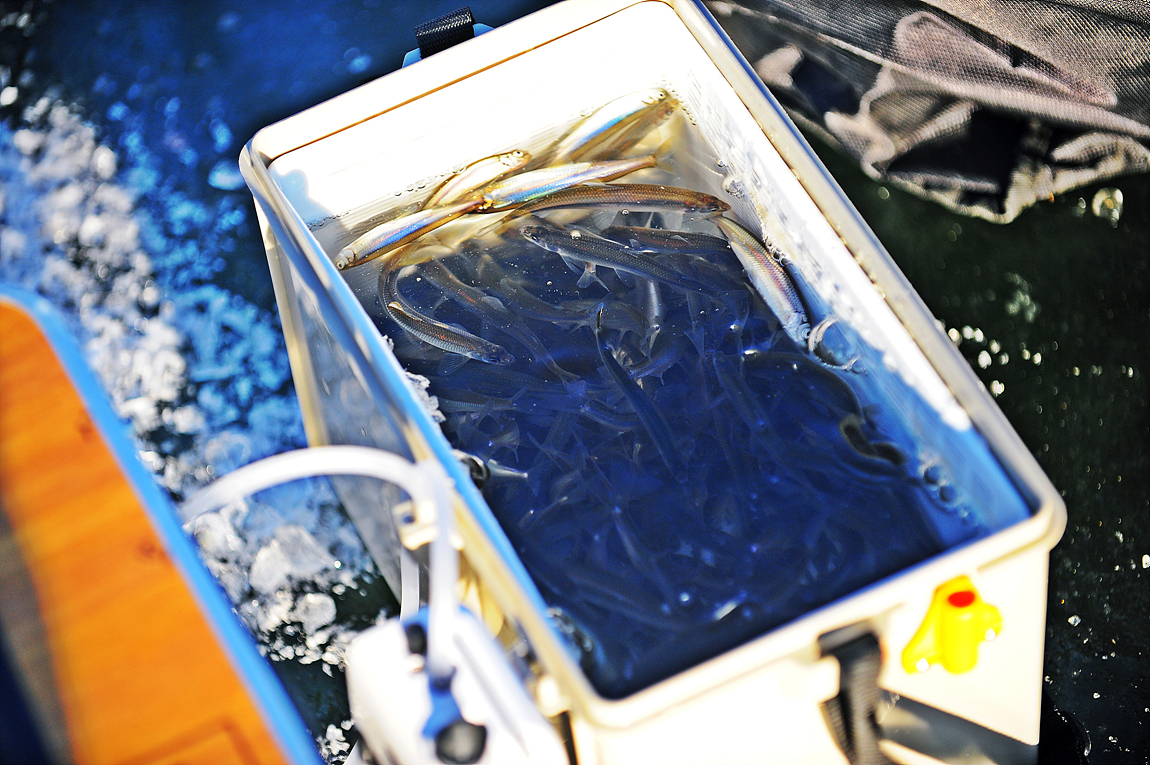 강화 양오 빙어축제 빙어 튀김